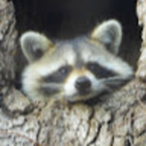 Meet your Posher, Ann